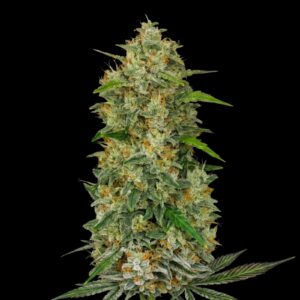 Chemdawg #4