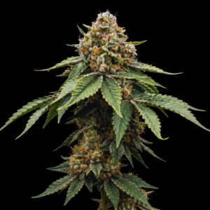 Godfather OG