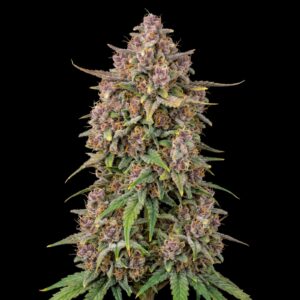 Gorilla Glue