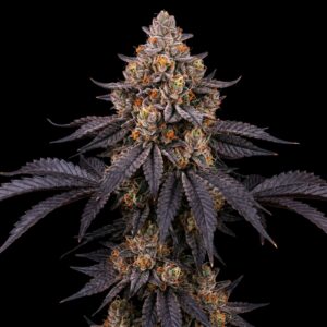 Peanut Butter Breath