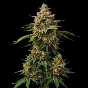 Sour Apple