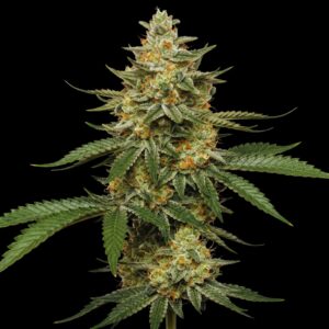 Tangie