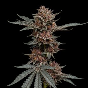 Tropicanna Cherry