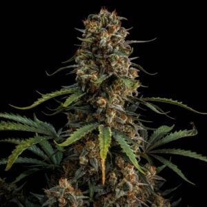 Afghan Auto