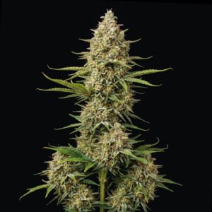 Afghan Jack Auto
