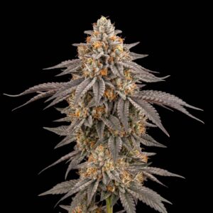 Afghan Kush Auto