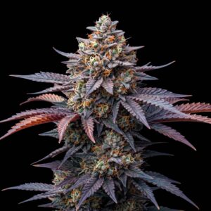 Alien Rock Candy
