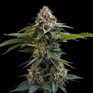 Amnesia Auto