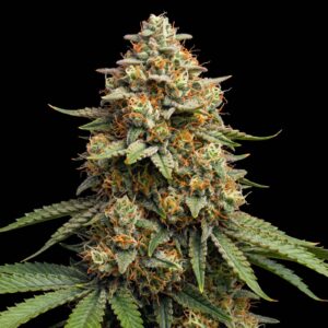 Amnesia Cookies