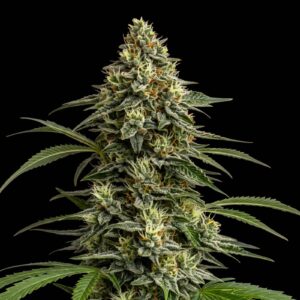 Amnesia Regular
