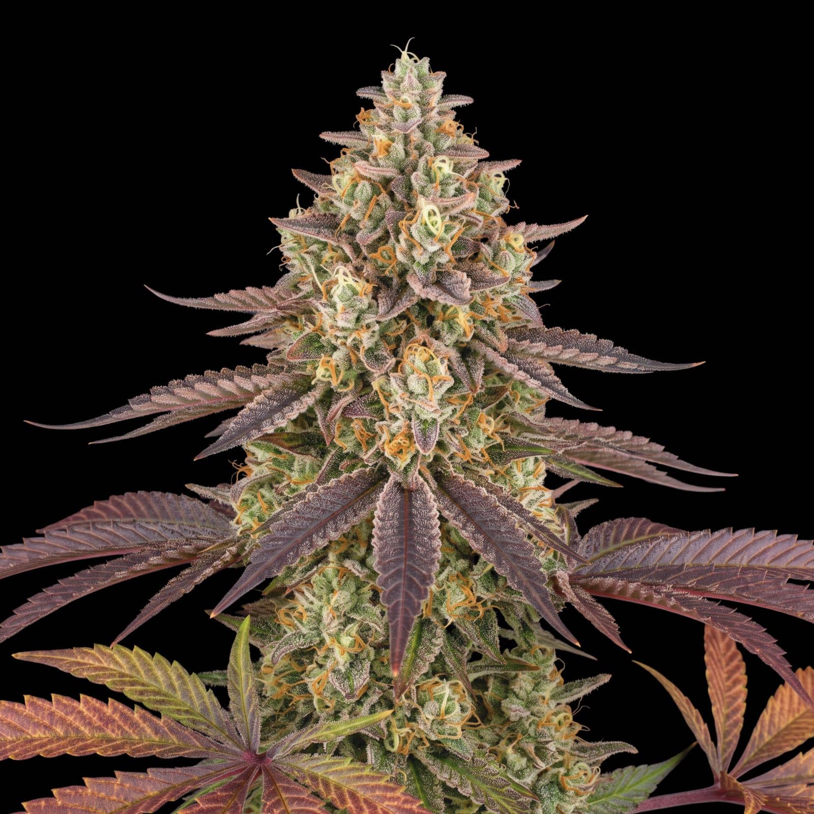 Apple Fritter