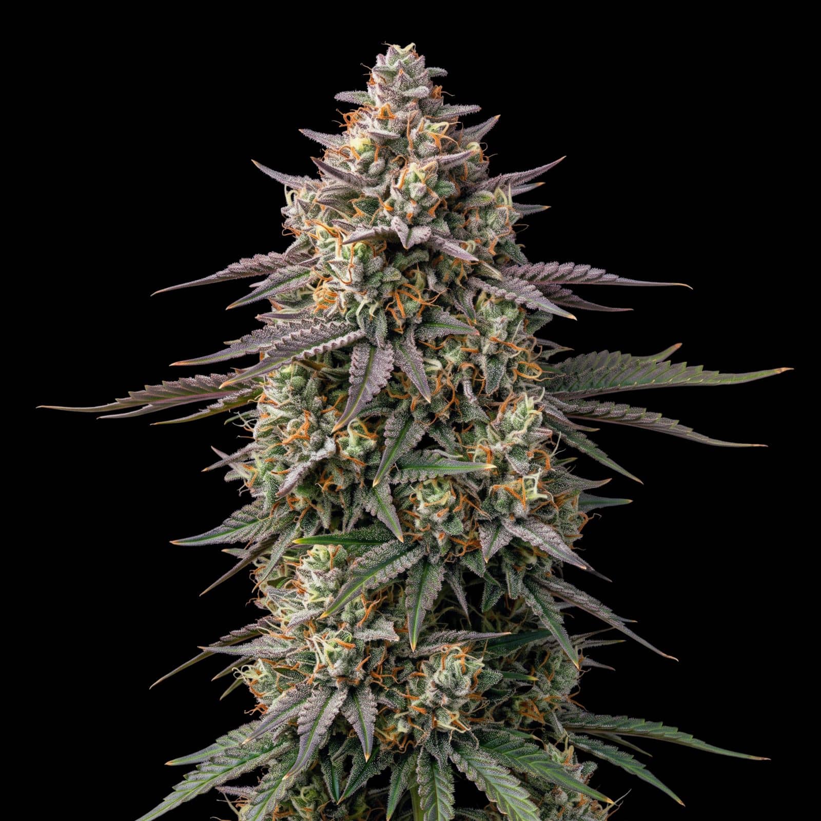Big Bud Auto