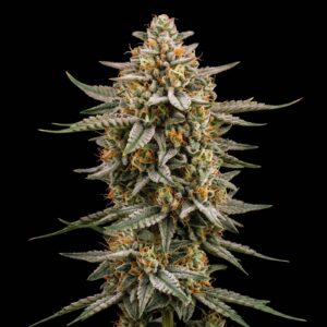 Big Bud Regular