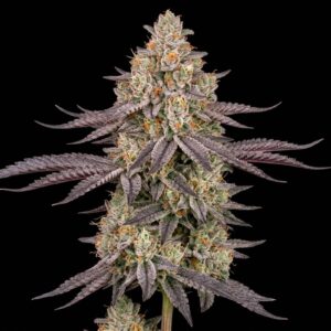 Biscotti Mintz Auto