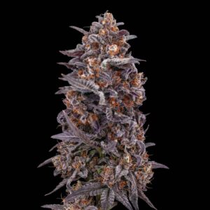Black Mandarin Auto