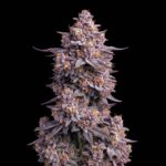 Blue Gelato 41