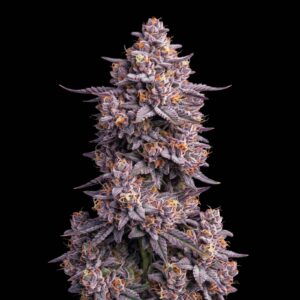 Blue Gelato 41