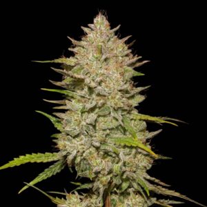 Candy Kush Auto