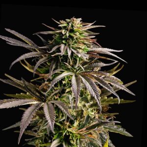 Cherry Pie Auto