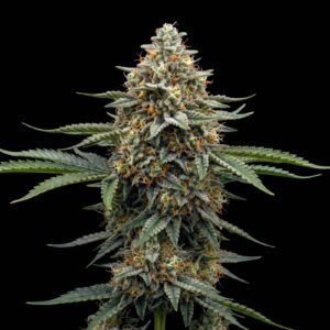 Critical Auto