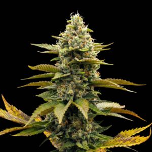 Dream Sherbet Auto