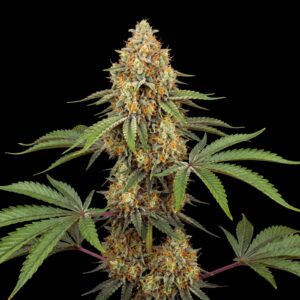 Fruit Cake Auto