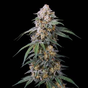 GMO Auto