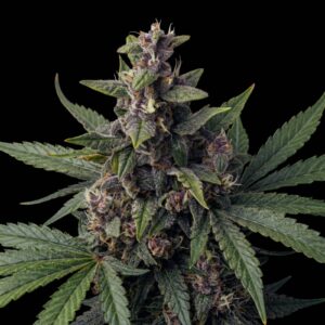 Lemonberry Auto