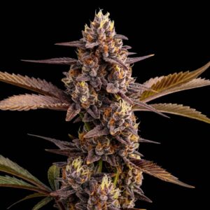 Mandarin Cookies Auto