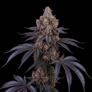 Peanut Butter Breath Auto