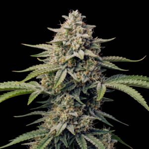 Strawberry Auto