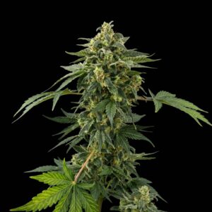 Super Silver Haze Auto