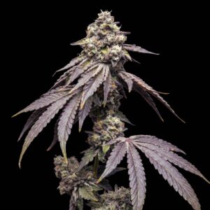 Tropical Kush Auto