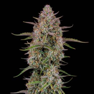 Wedding Cheesecake Auto