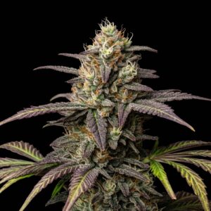 White Truffle Auto