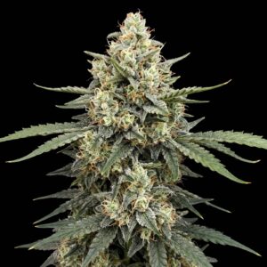 Afghan Jack Auto