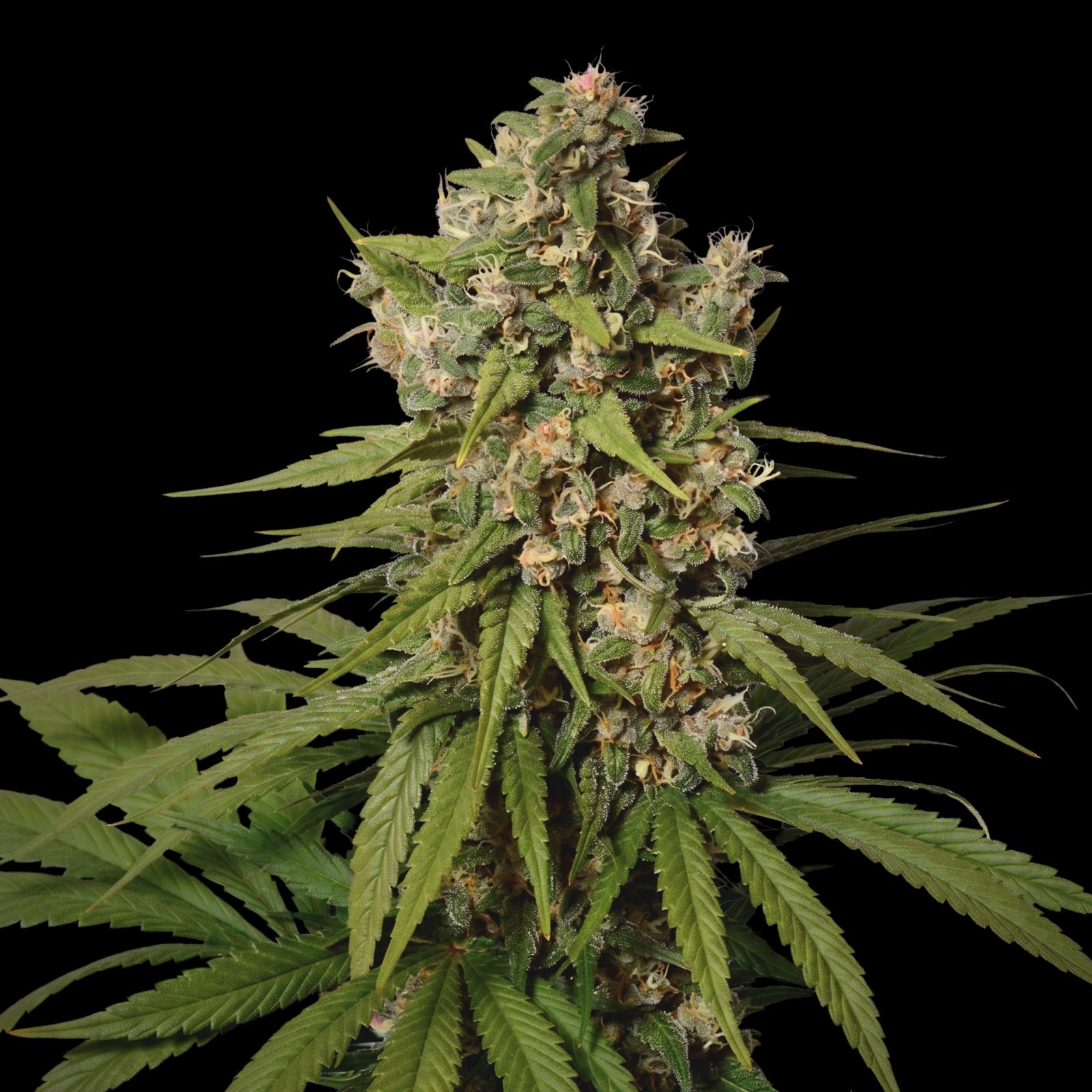 Amnesia Haze