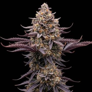 Banana Punch