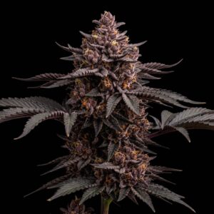 Blueberry Cheesecake