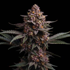 Blueberry Regular