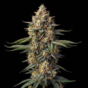 Bubba Kush