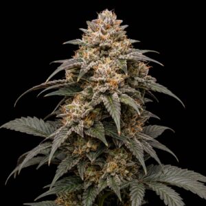 Bubble Gum