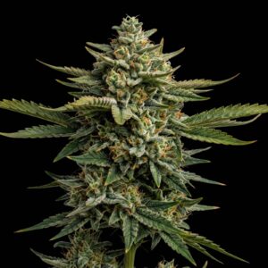 CBD Swiss Chocolate
