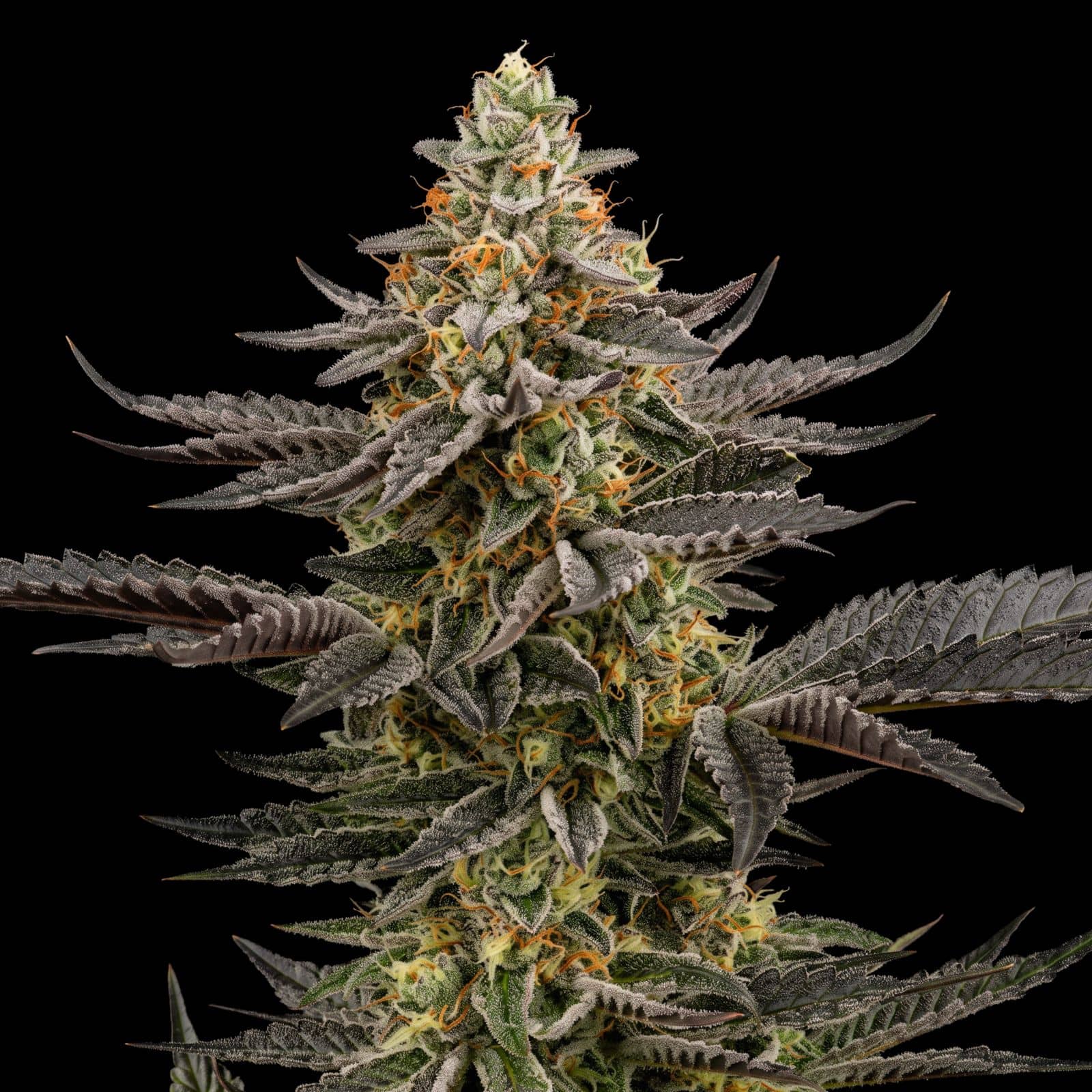 Chem Cream
