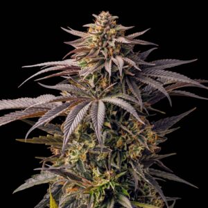 Cherry Pie