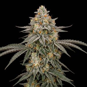Cherry Punch