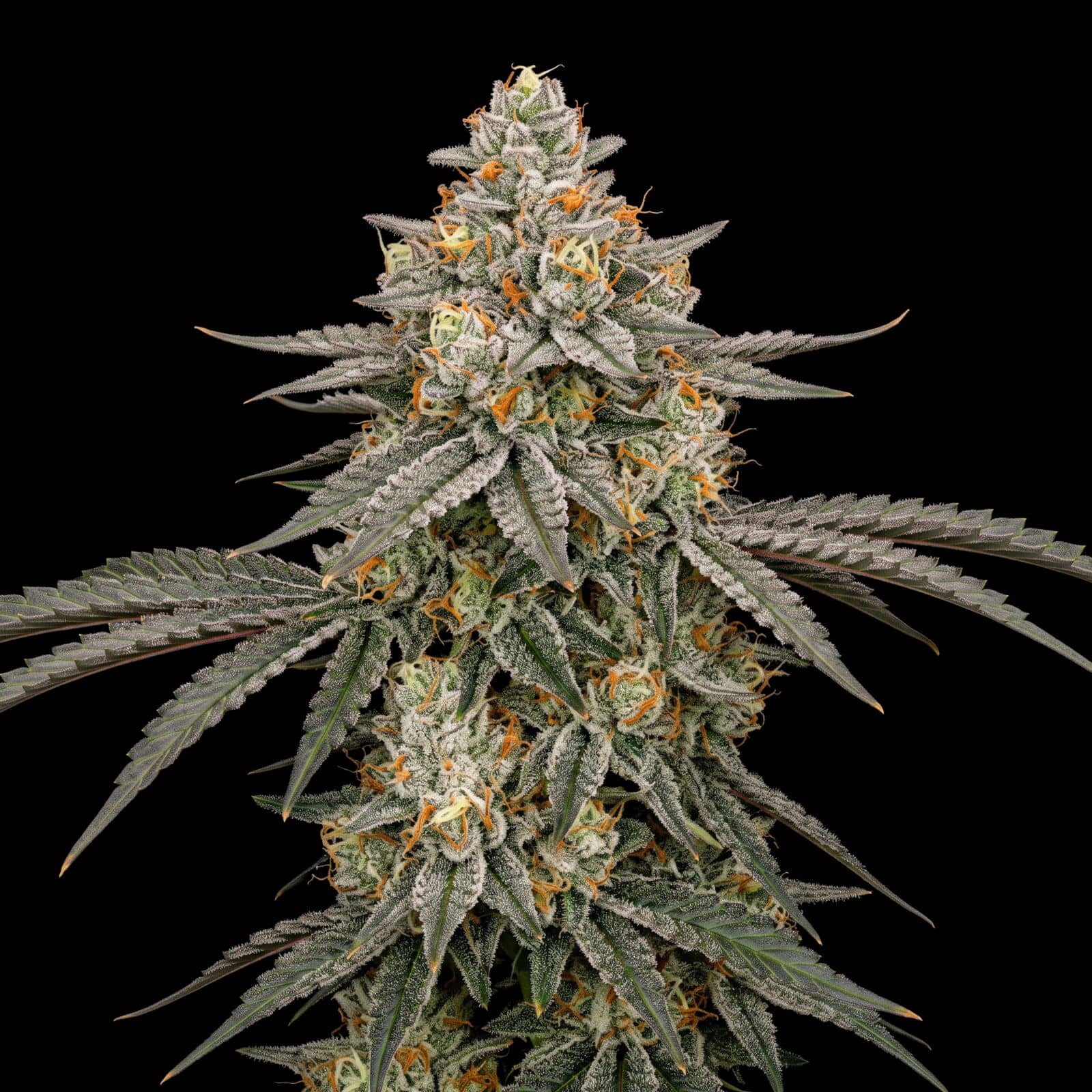 Cherry Punch