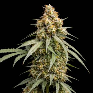 Colombian Haze