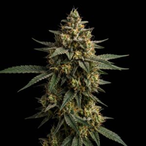 Critical Mass