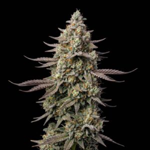 Critical Moby Auto